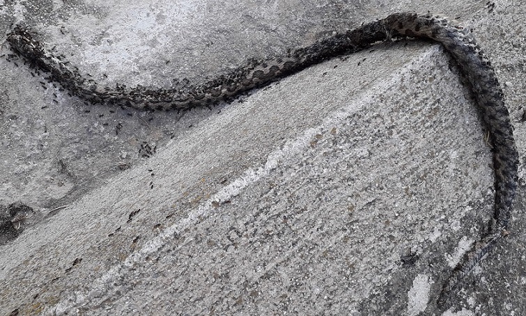 Riconoscimento serpente (purtroppo morto):  Vipera aspis hugyi